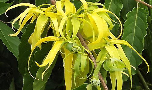 plante-ylang-ylang