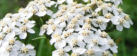 fleur-achillee