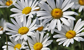 camomille-pour-soulager-les-douleurs-des-regles-naturellement