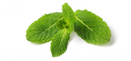menthe-poivree