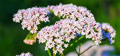 plante-valeriane-bio