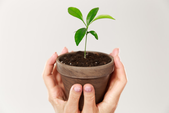 plante-verte-noel-ecoresponsable